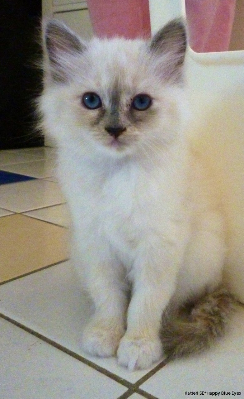 helig birma katt helig birma katt